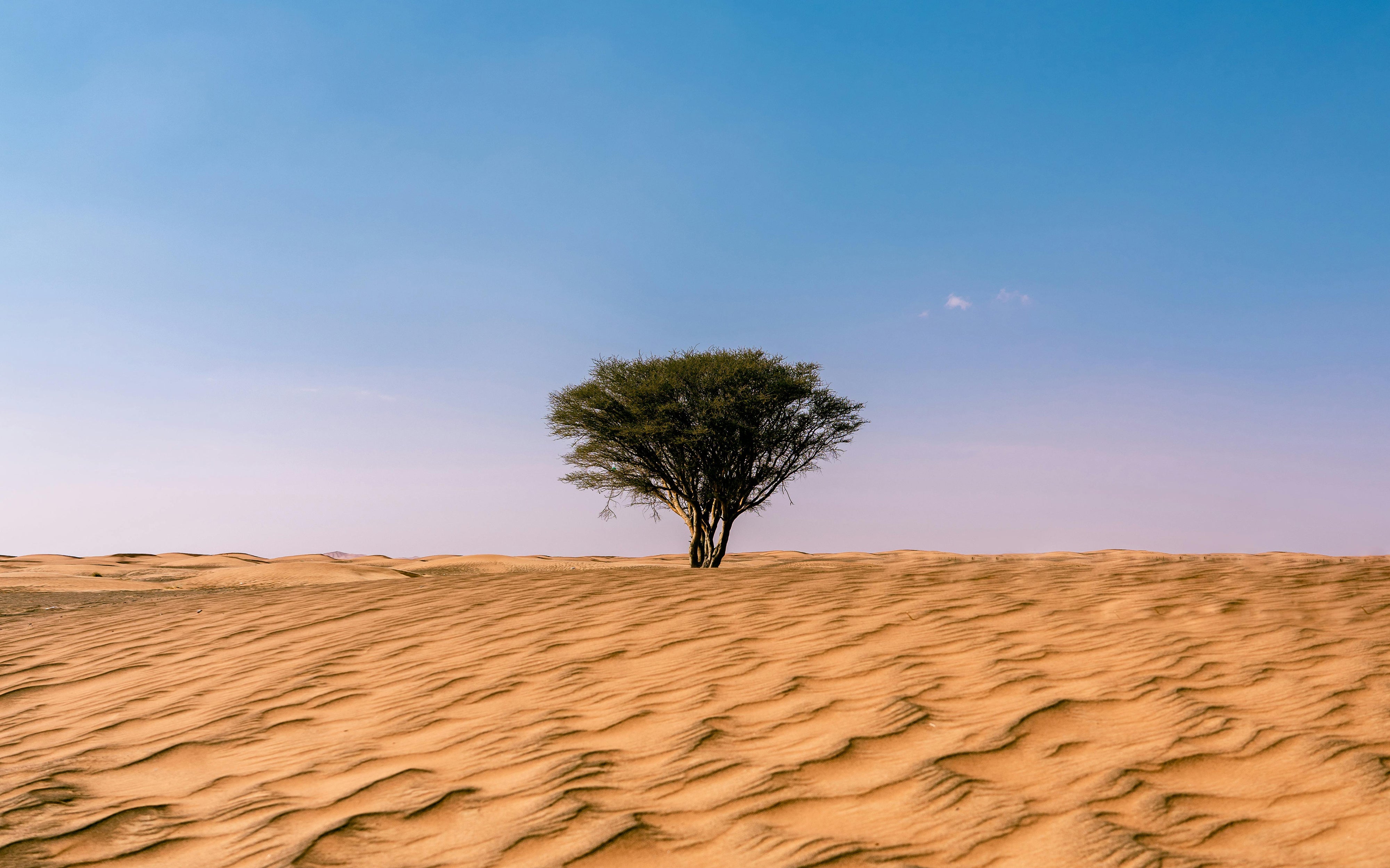 The Cellular Secrets Of Roses: A Microscopic Adventure - vdnjggc