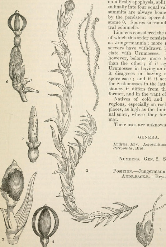 The Art of Classification: A Comprehensive Guide to Plant Taxonomy