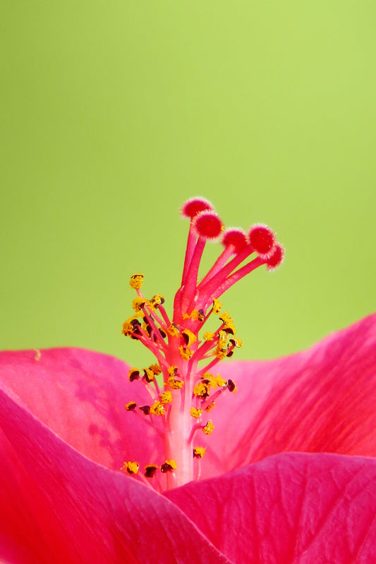 Close-up Picture of Flower Pistil - Noctaris