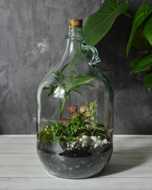 Unlocking the Magic of Terrariums: Bringing Nature Indoors