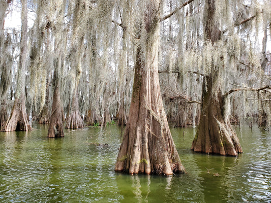 International Day for the Conservation of the Mangrove Ecosystem